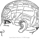 Parts of the brain: psychology